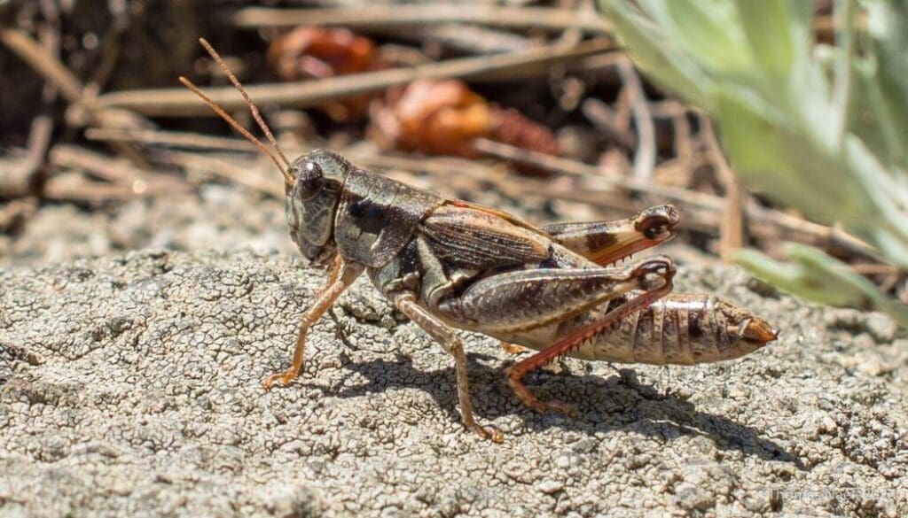Image: A grasshopper ( Melanoplus boulderensis), typical of the Colorado Rocky Mountains (s insects, climate)