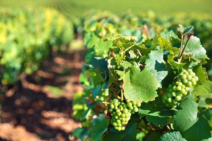 Image: Grapes in a vineyard (s. climate, science)