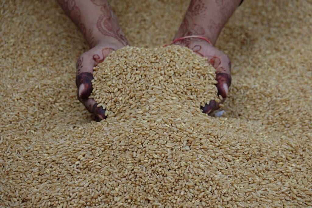 Hands picking up lots of wheat grains (s. climate, science, research)