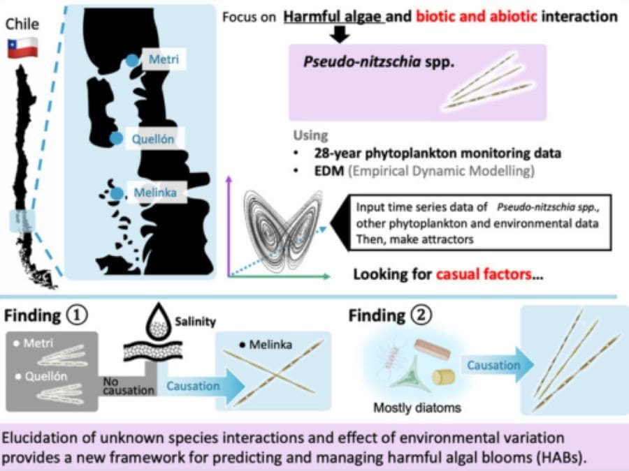 Mapping algae interactions to predict harmful algal blooms Graphical abstract (s. harmful algal blooms, phytoplankton, algae, climate)