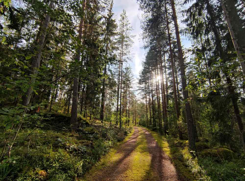 Tree mortality in urban boreal forests rises with climate change Image: Dirt Road in Evergreen Forest (s. pine trees, climate, Tree mortality)