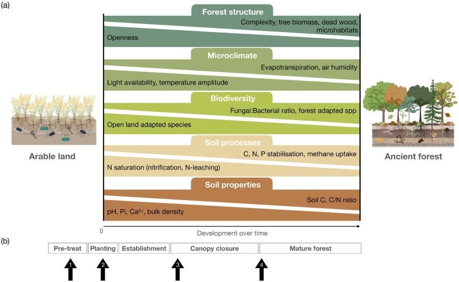 Infographic: (a) Development of new forests on arable land, including changes in forest structure, microclimate, biodiversity, soil processes, and soil properties (see details on processes and thresholds on Table S1). (b) Multiple forest stages are depicted in the boxes at the bottom following the development over time. Black arrows indicate specific time points proposed for inoculations to speed up forest development.  (s. afforestation, microbes)