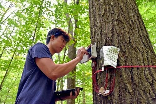 Graduate student Kevin Li collecting samples from trees in the UConn Forest