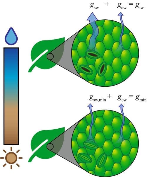 Illustration: Leaf water fluxes during times of high and low water availability (s. climate, science)