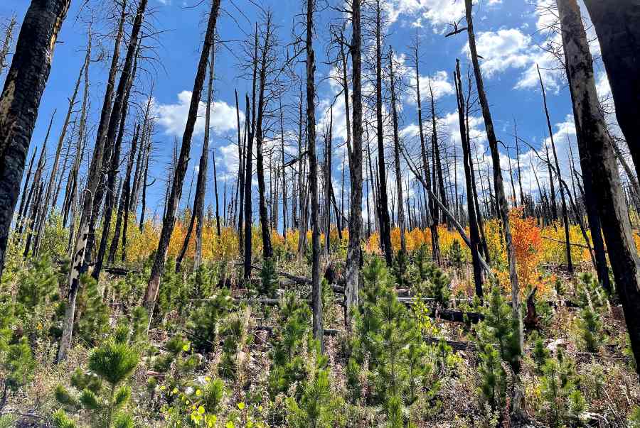 Image: Lodgepole and aspen regeneration following High Park Fire (s. research, climate, fire)