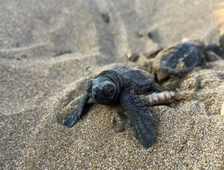 Climate Science Digest: February 21, 2025 Image: Loggerhead hatchlings emerging (s. climate, science)