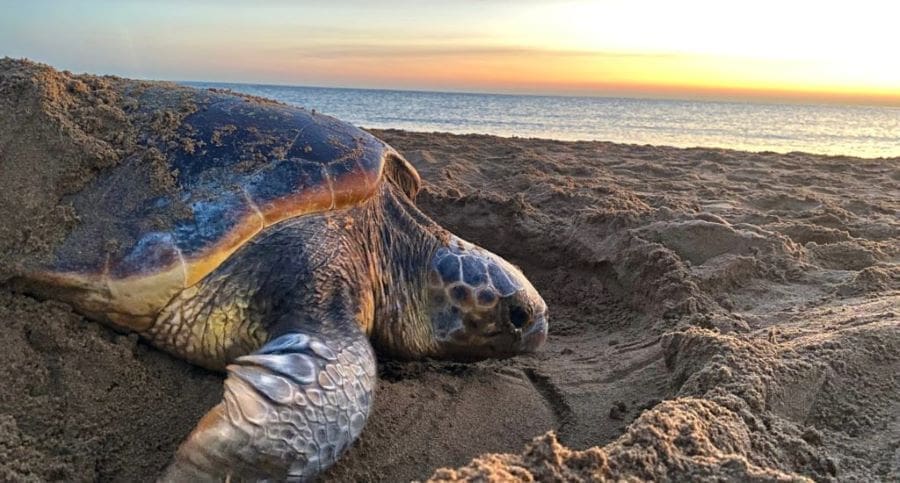 Climate Science Digest: February 21, 2025 Image: A loggerhead turtle nesting (s. climate, science)