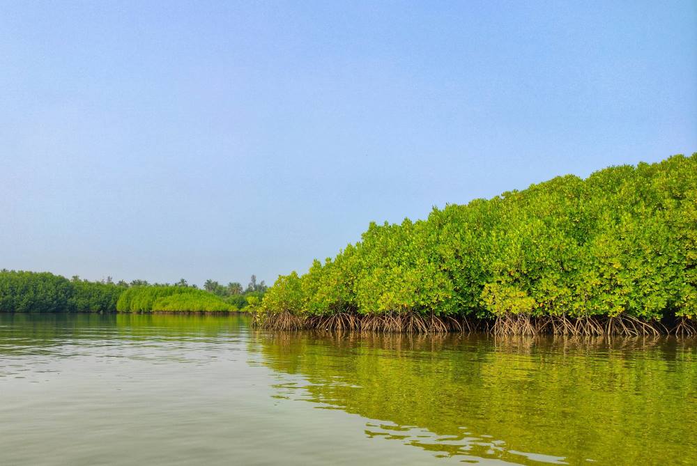 Image: Mangrove Forest, Basrur, Karnataka, India (s. Sundarbans, climate)