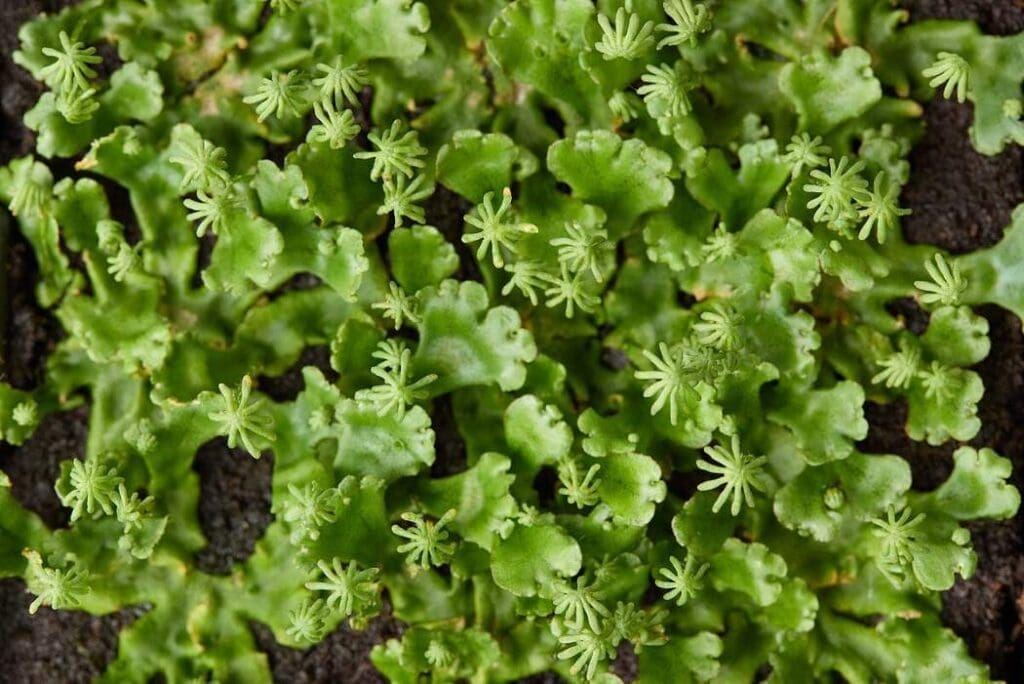 Mapping plant genetics for climate adaptation Marchantia polymorpha - a powerful model for genetic studies (s. climate adaptation)