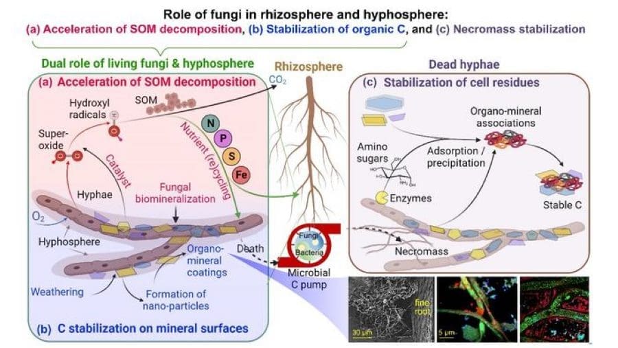 Image: Conceptual model for the multiple roles of fungi in mediating biogeochemical C cycling and nutrient dynamics in the rhizosphere and hyphosphere, as well as for organic C stabilization in soil