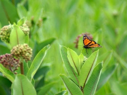 Climate Science Digest: February 18, 2025 Image: A monarch butterfly (s. climate, science)