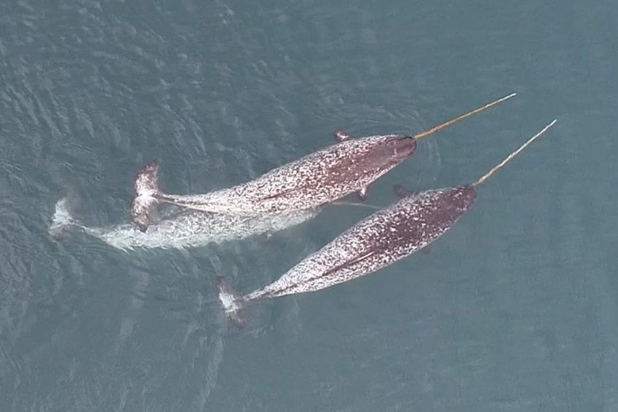 Image: Aerial view of two narwhals (s. whales, Arctic, climate)