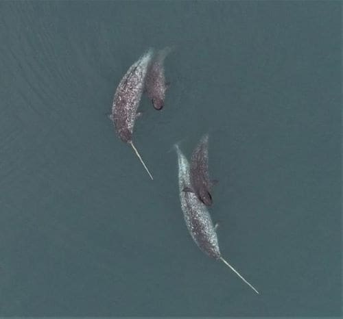 Image: 'Unicorn of the Sea' - narwhals (s. whales, Arctic, climate)