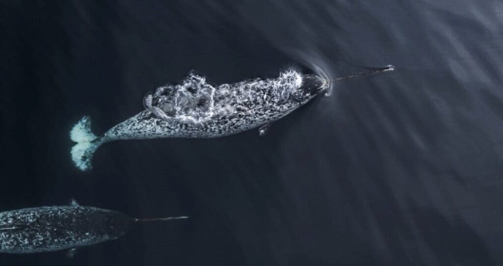 Narwhals use tusks for hunting, exploration, and social behaviors, drone study finds Image: narwhal