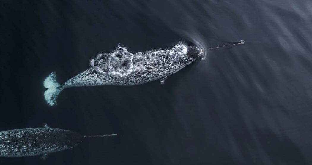 Narwhals use tusks for hunting, exploration, and social behaviors, drone study finds