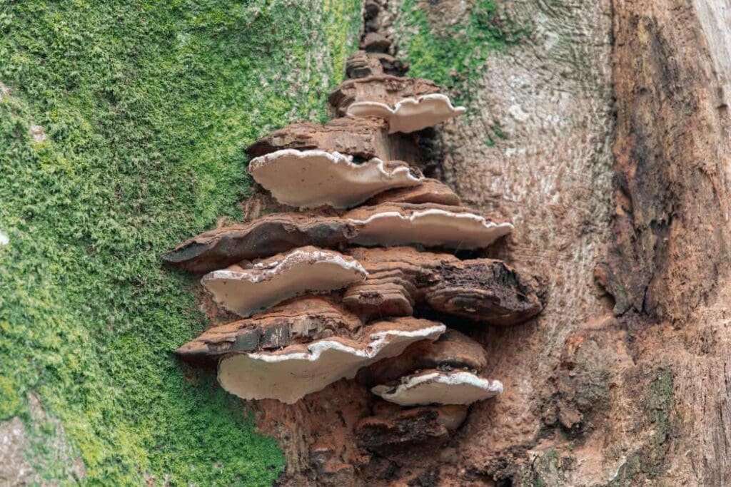 Image: Closeup of common perennial bracket fungus on tree bark covered in mosses