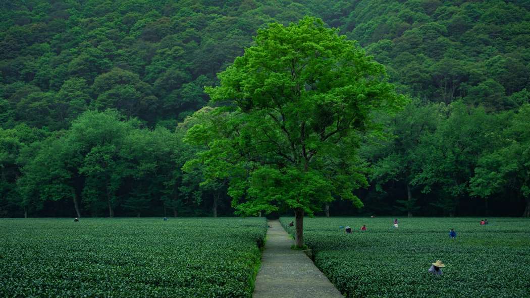 Image: People Working on Field near Deep Forest (s. land systems, China, climate)