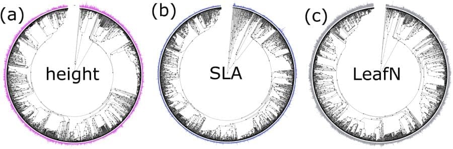 Climate Science Digest: February 05, 2025 Image: Phylogenetic distribution of (a) height, (b) SLA, and (c) LeafN
