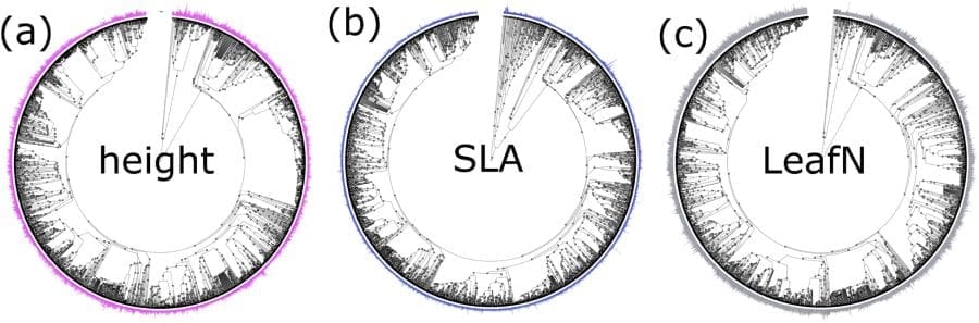 Image: Phylogenetic distribution of (a) height, (b) SLA, and (c) LeafN 