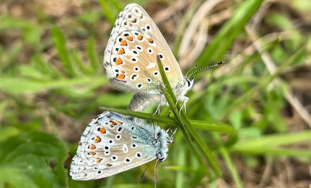 Butterflies of the genus Polyommatus