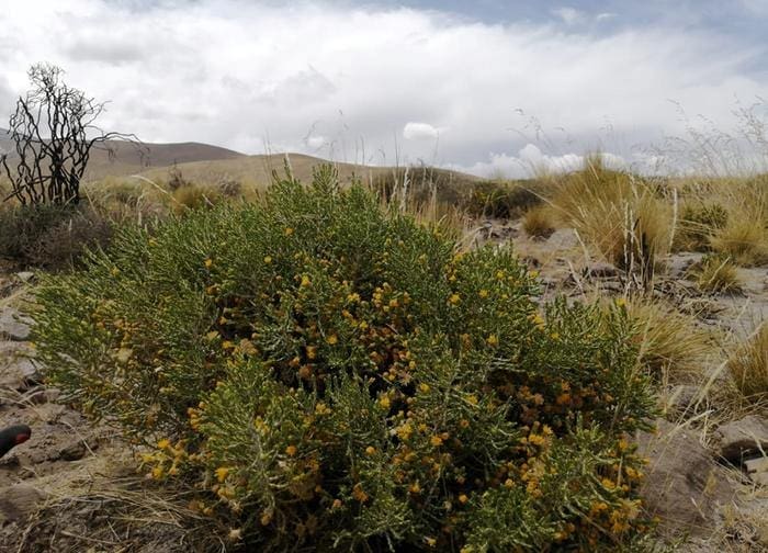 Image: Parastrephia quadrangularis on the Pichu Pichu volcano (Peru)