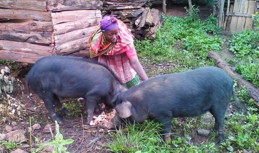 In the Kigezi highlands of Uganda, some farmers have started to rear pigs to diversify their livelihoods to adapt to climate change