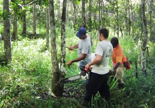 Image: Tree harvest for the biomass and carbon measurements on one of the plots of the Sardinilla experiment (s. science, climate)