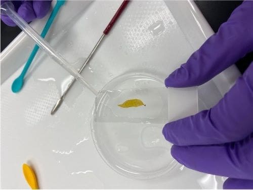 Image: During the study, researchers photographed and measured the juvenile kelp samples (s. climate, science)