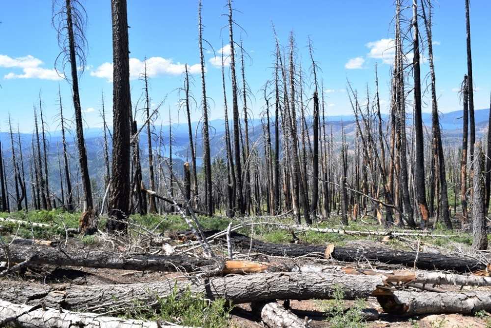 Harvesting dead wood could cut wildfire risks and store carbon, study finds Image: The effects of wildfires