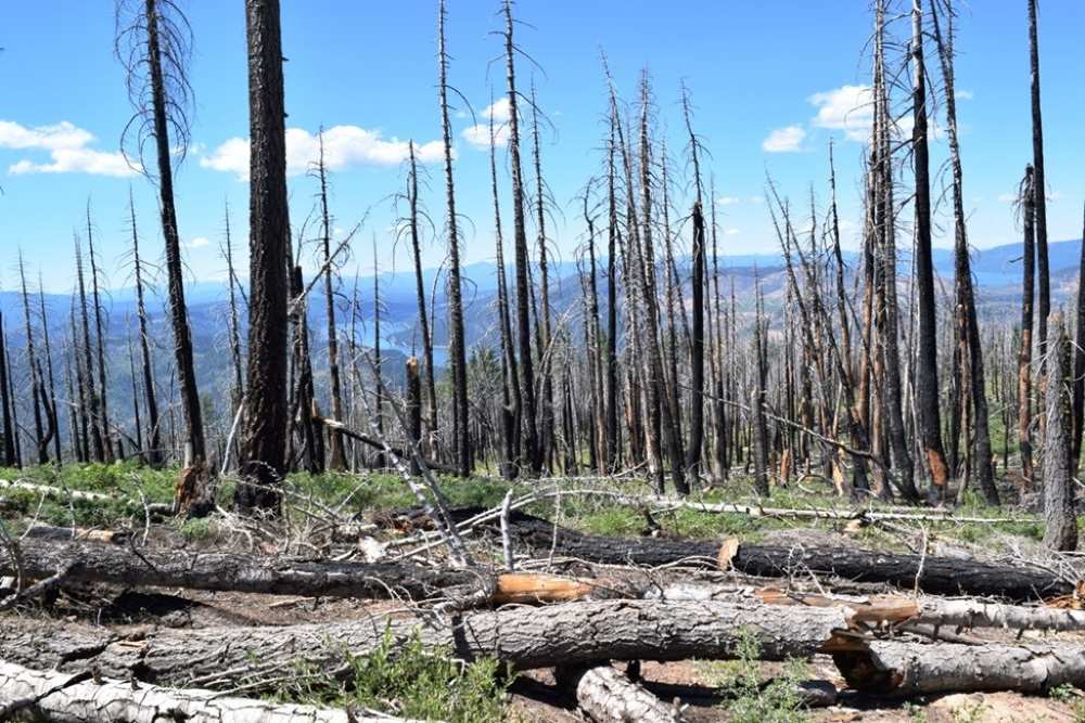 Harvesting dead wood could cut wildfire risks and store carbon, study finds