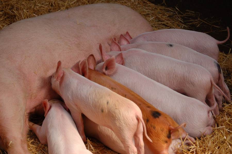 Sow/Pig with piglets