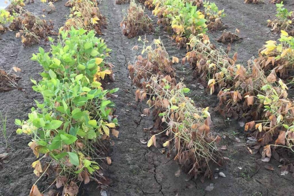 Flooded soybeans