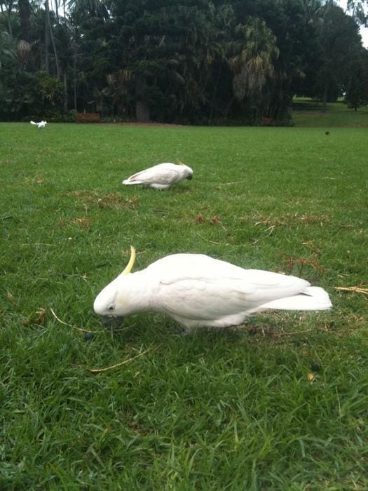 Image: Sulfur-crested cockatoos steer into life's slow lane (s. birds, climate, environment)