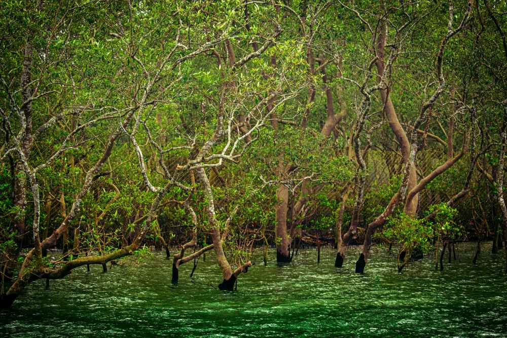 Image: Mangroves, Sundarbans (s. climate)