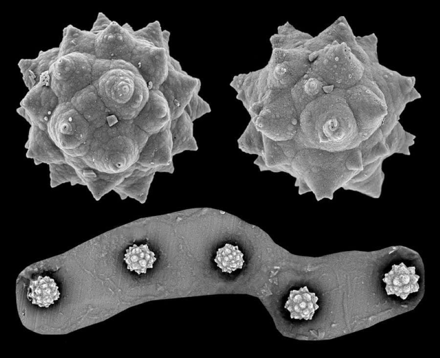 Image: Palm phytoliths (science, climate)