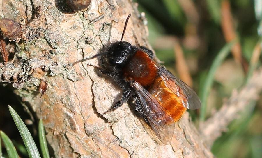 Image: Tawny Mining Bee (Andrena fulva) (s. pollinators, climate)