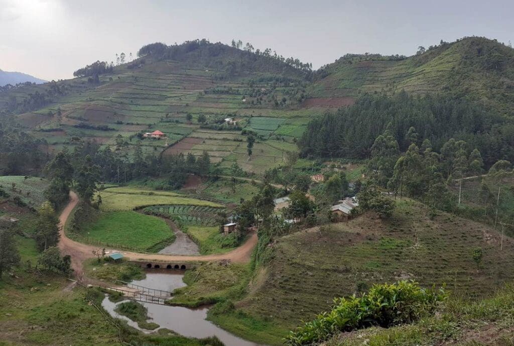 Tea plantations and wood lots