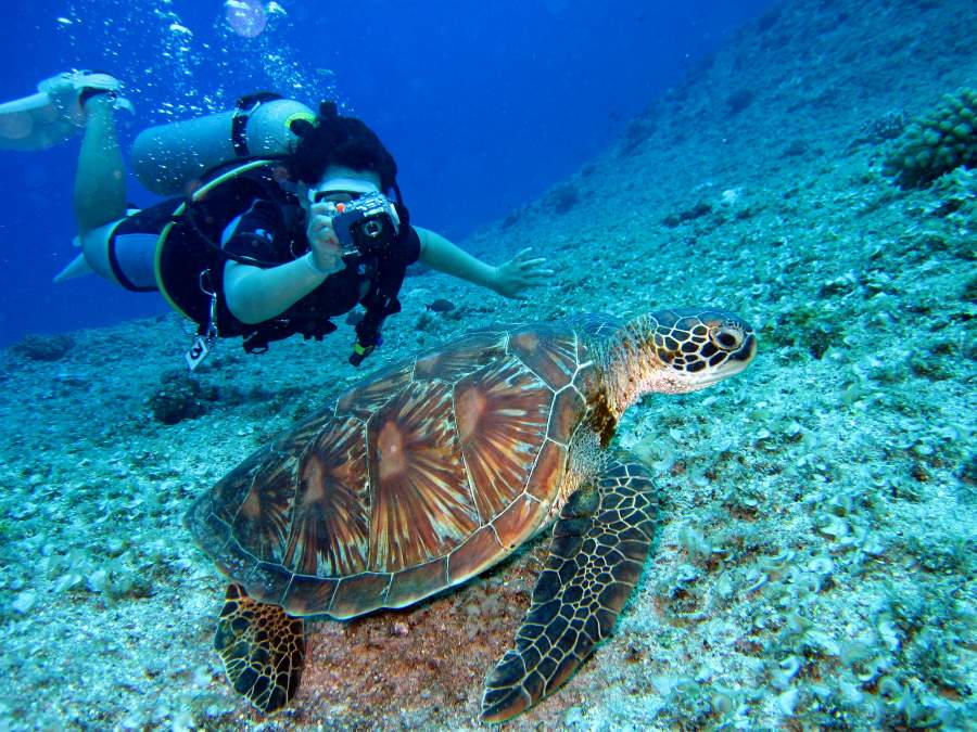 'Marine Prosperity Areas': A new path for ocean conservation Diver takes photo of a tortoise (s. Marine Prosperity Areas)