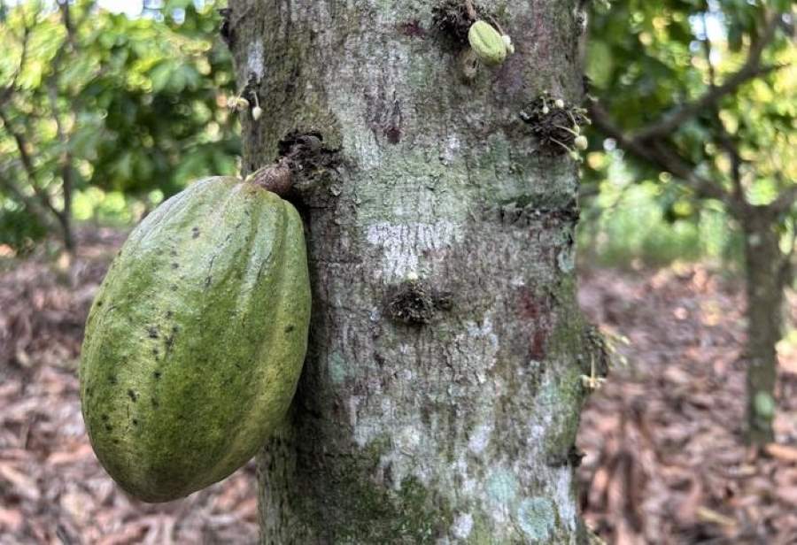 Image: An unripe cocoa pod in Ghana (s. science, climate)