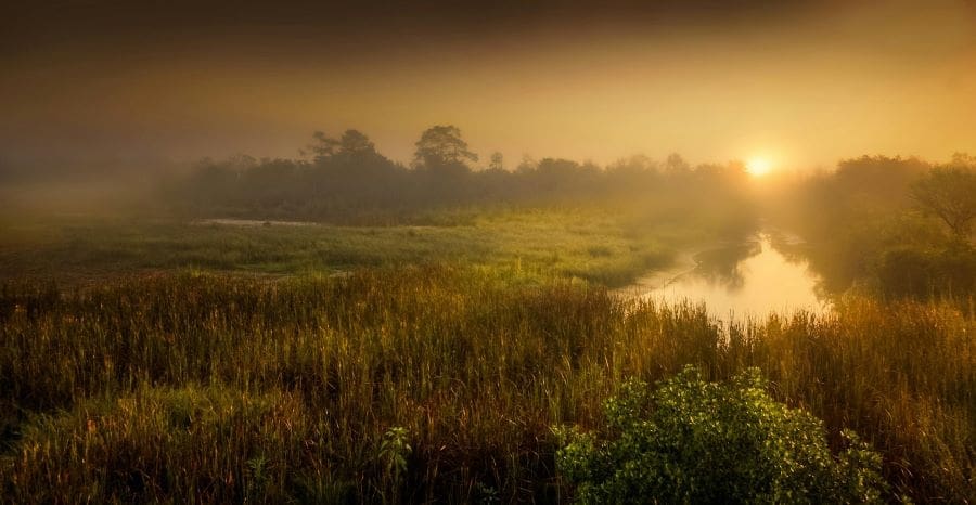 Protecting wetland ecosystems is essential as they provide critical environmental benefits to our planet (climate, science, earth)