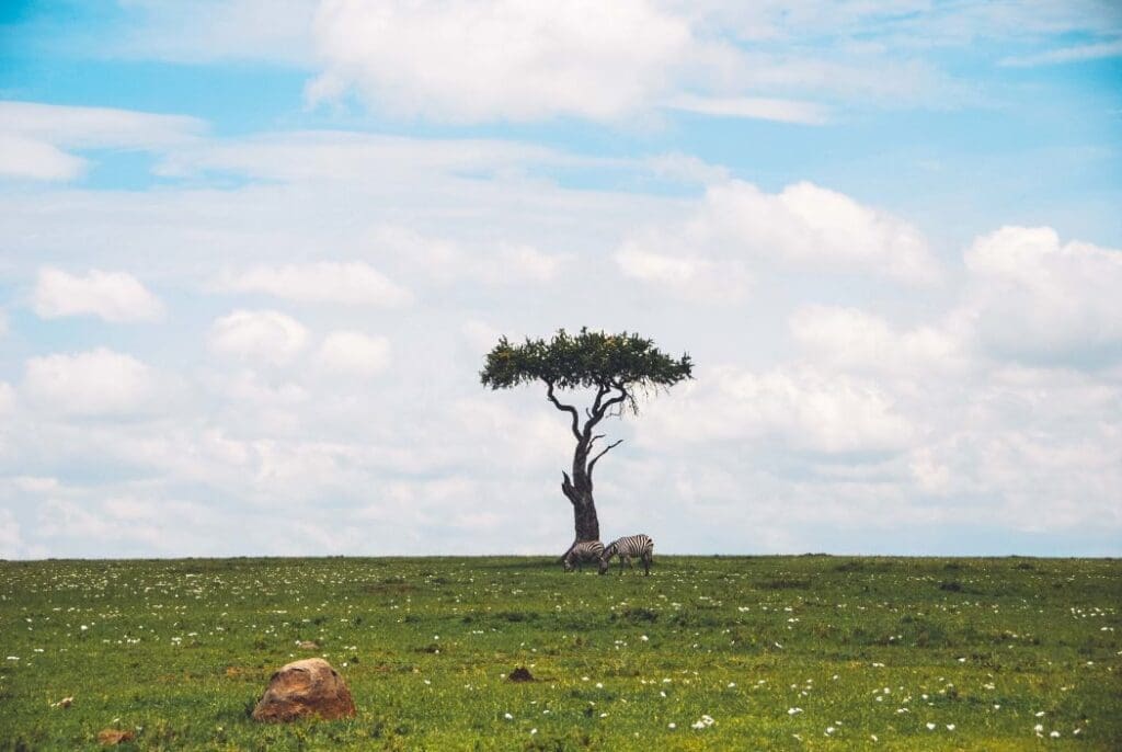 Image: Wide shot of a beautiful isolated single tree in a safari with two zebras grazing the grass near it