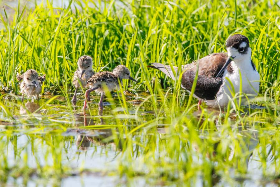 Vital habitat in California rice fields supports wildlife Image: Black-necked stilts forage in wet rice fields (s. wildlife, habitat)
