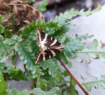 Image: A Jersey tiger moth (s. science)