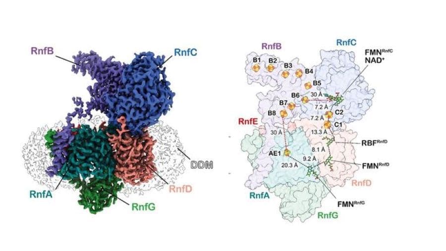 Image: Rnf complex (s. ancient bacteria, energy)