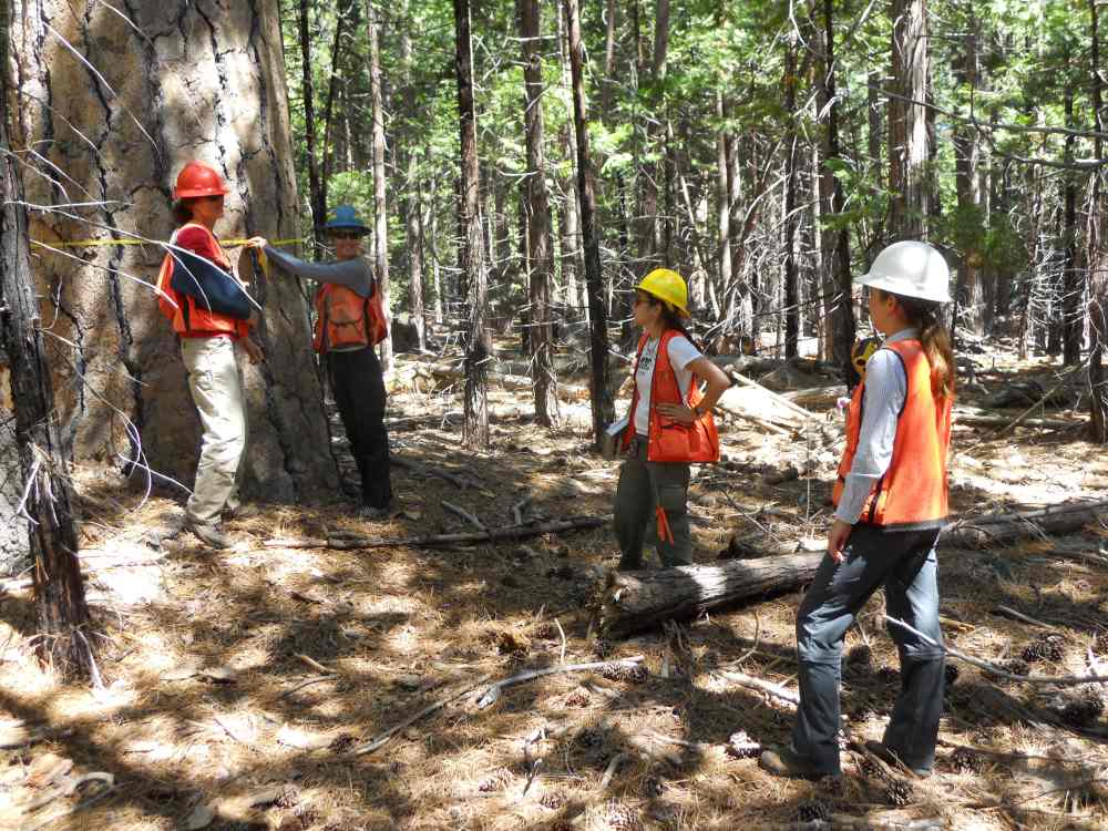 Managing wildfire risk to preserve old-growth forest in Tahoe Image: A UC Davis field crew conducts forest inventory in the Emerald Point old-growth stand at Lake Tahoe