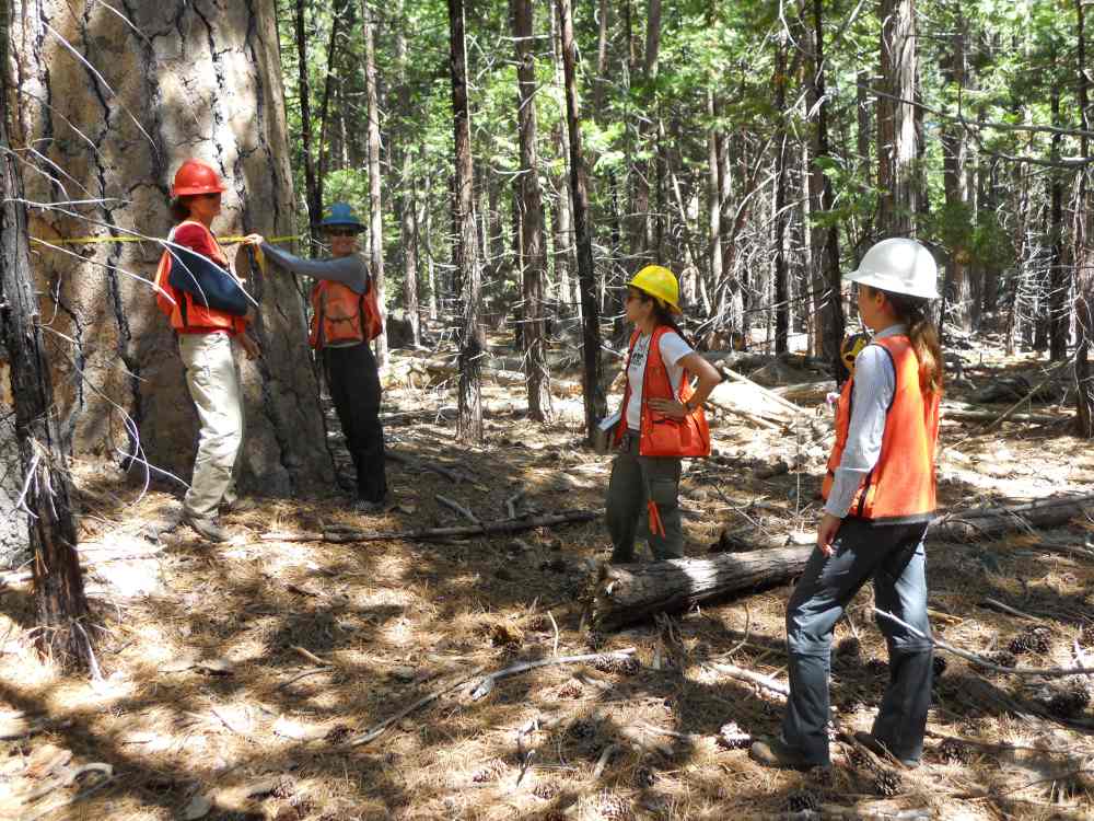 Managing wildfire risk to preserve old-growth forest in Tahoe