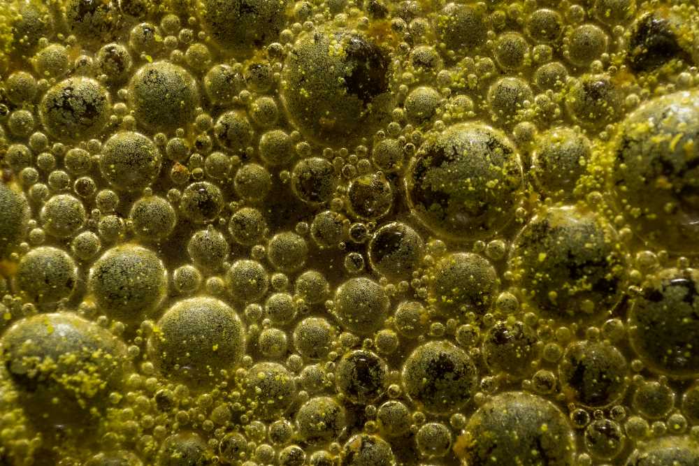 Ancient bacteria reveal a unique way to generate energy without oxygen Image: Close-up on bacteria (s. Ancient bacteria reveal a unique way to generate energy without oxygen)