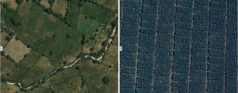 Image: Aerial imagery of banana production (s. banana exports, climate change)