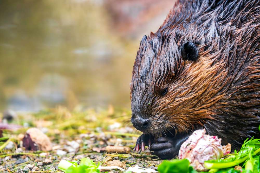 Image: Close-Up Portrait of a European Beaver in Nature