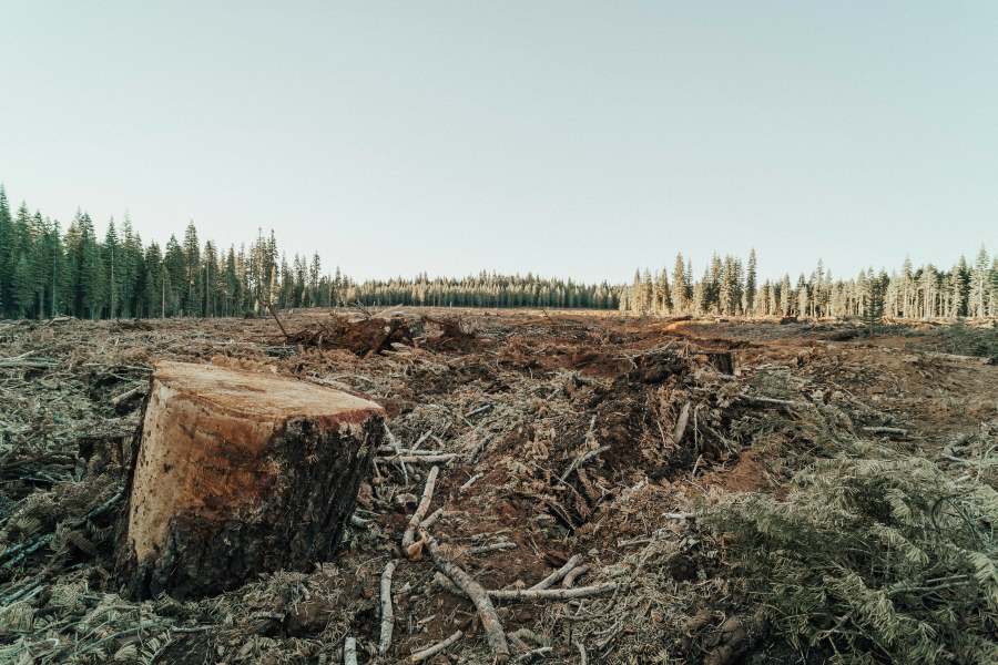 Image: Forest under pressure